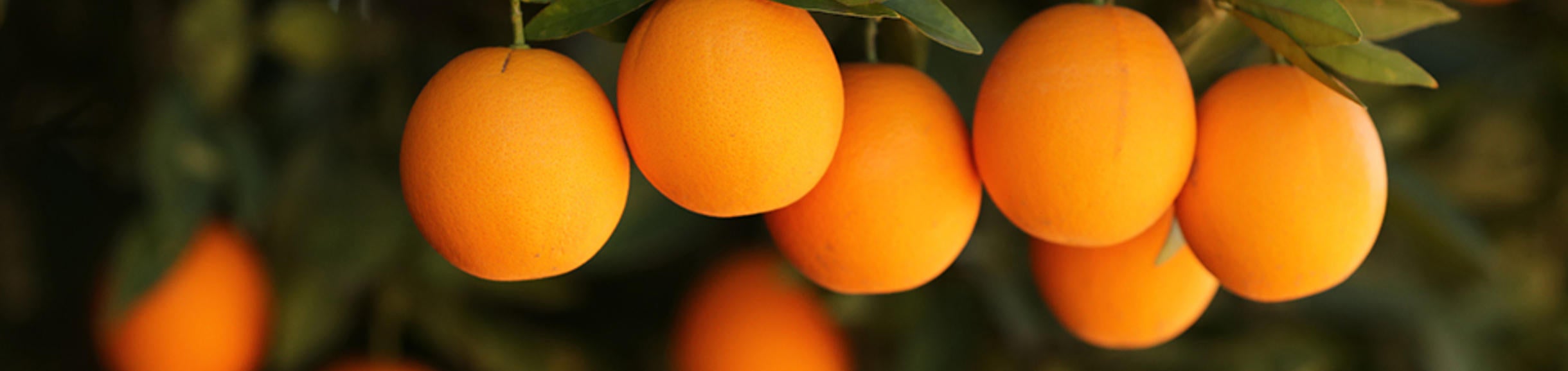 oranges on a tree (c) UCR/Stan Lim
