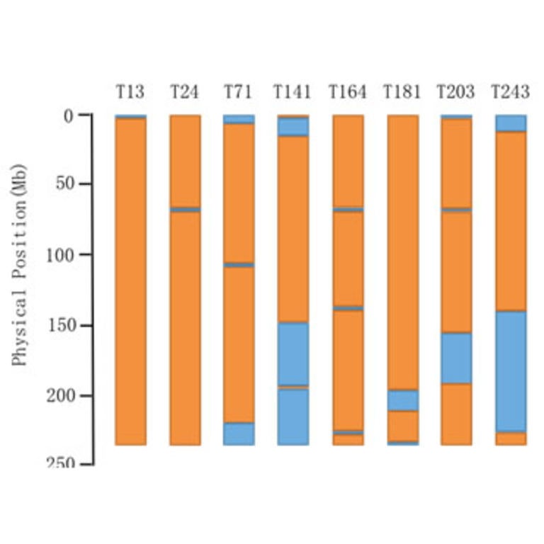 Haplotype Phasing