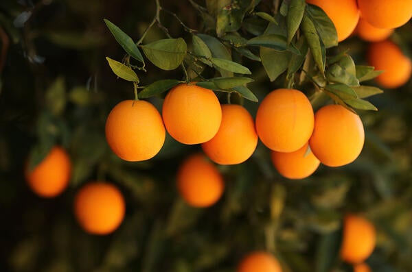 oranges on a tree (c) UCR/Stan Lim