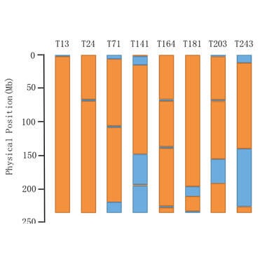 Haplotype Phasing